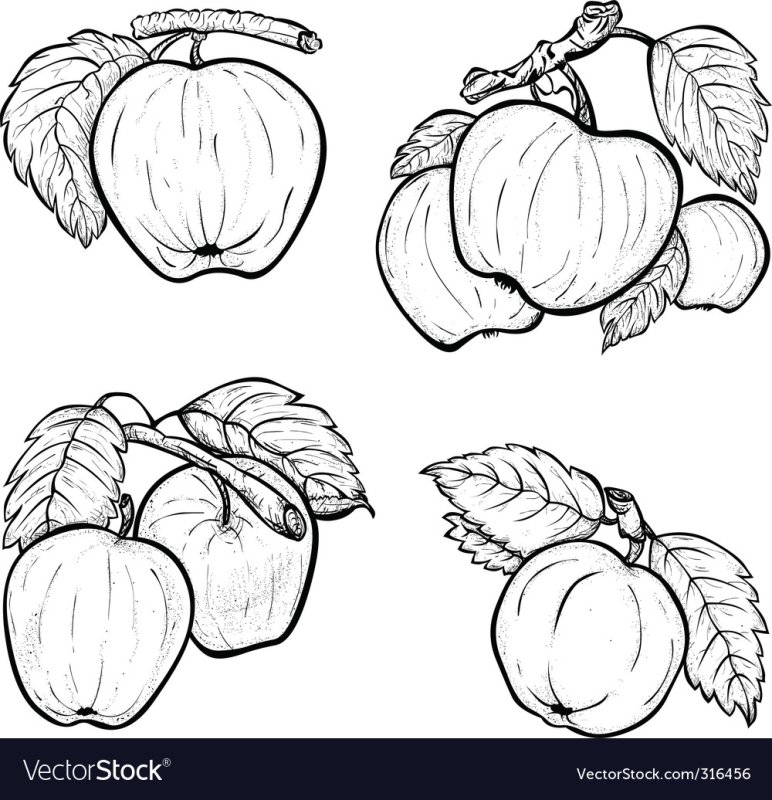 Яблоко эскиз