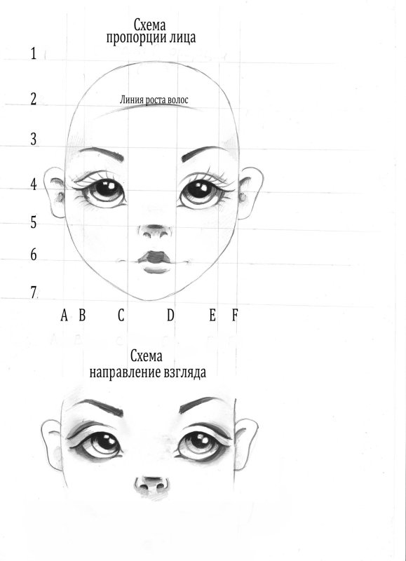 Пропорции кукольного лица