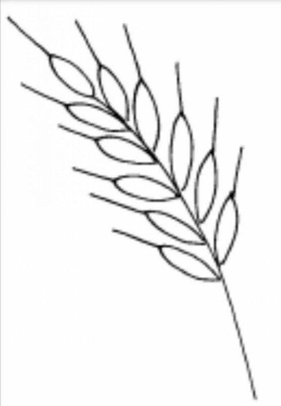 Рисование колосок