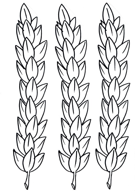 Колоски пшеницы картинки раскраски