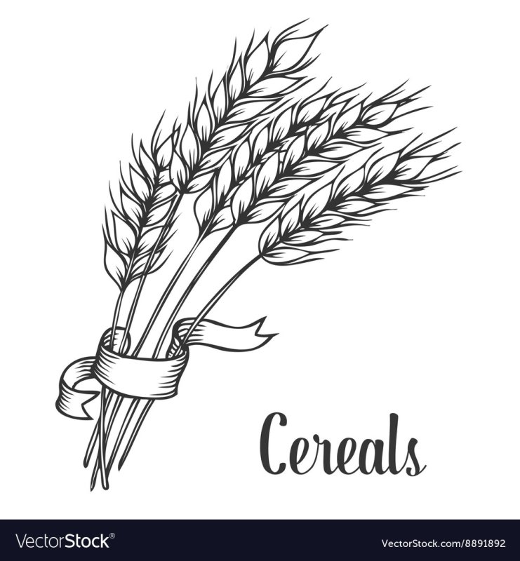 Пшеница раскраска