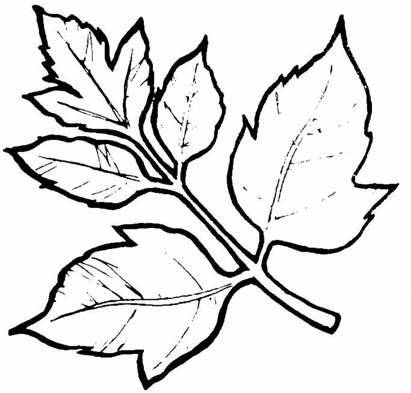 Трафарет листьев для вырезания