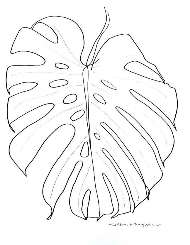 Листок монстеры трафарет