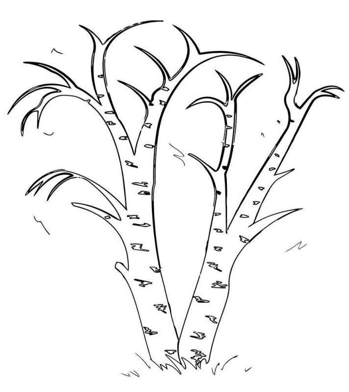 Береза раскраска для детей