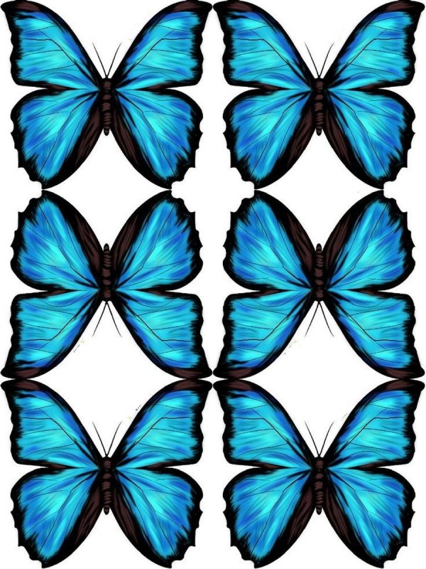 Большие цветные бабочки