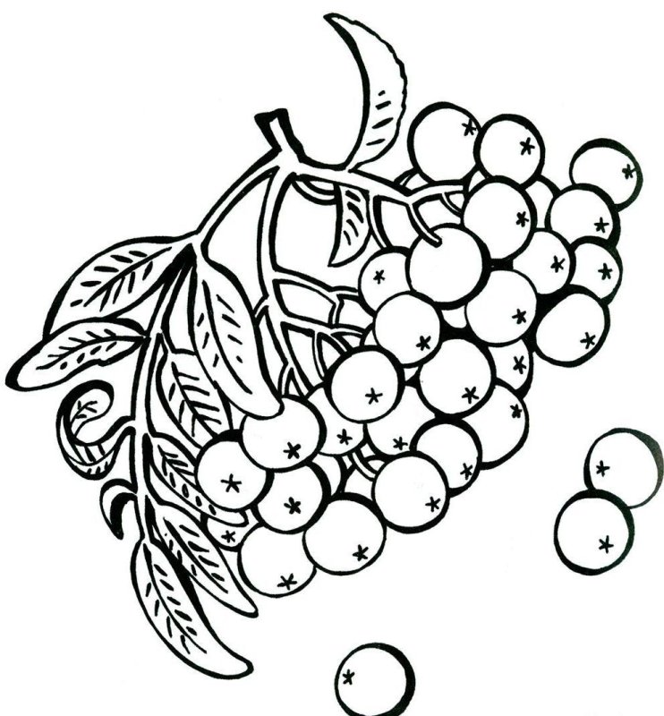 Гроздь рябины раскраска