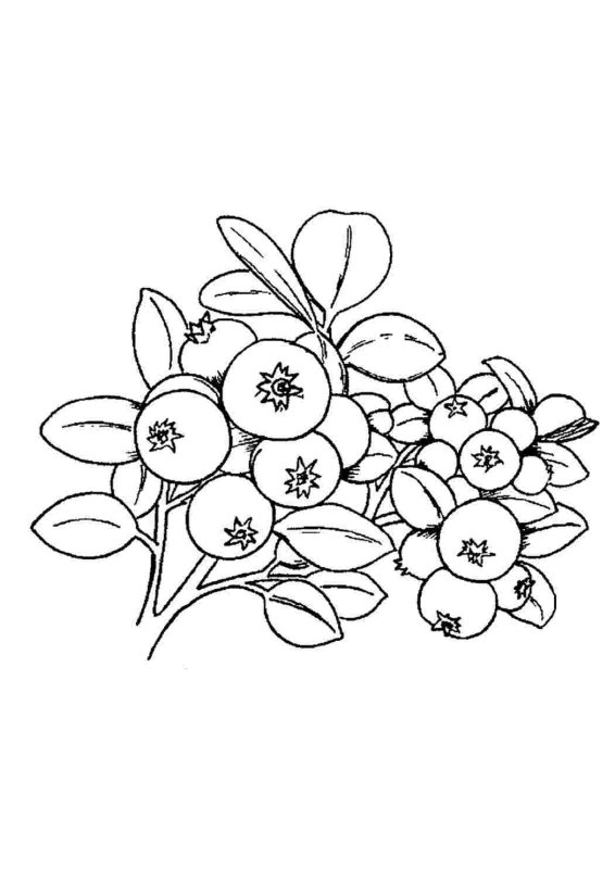 Раскраска ягоды черника
