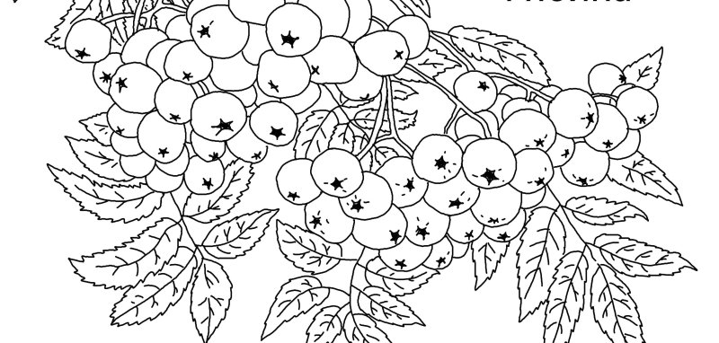 Гроздь рябины раскраска для детей