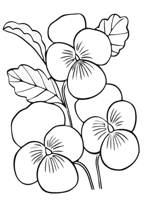 Контуры цветов для рисования