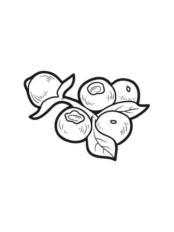 Черника раскраска