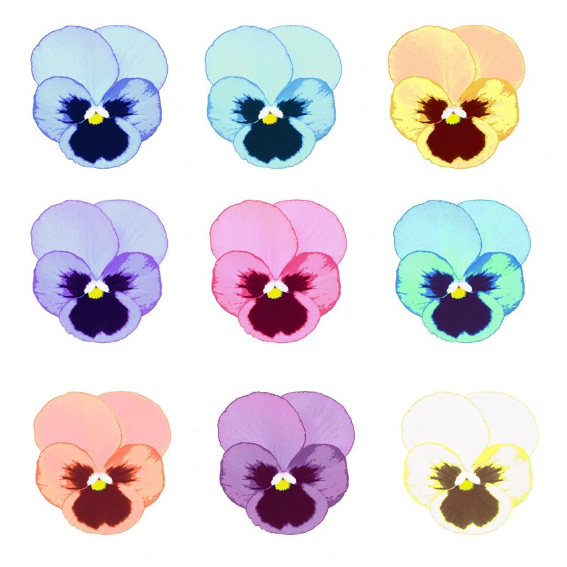 Трафареты цветов цветные