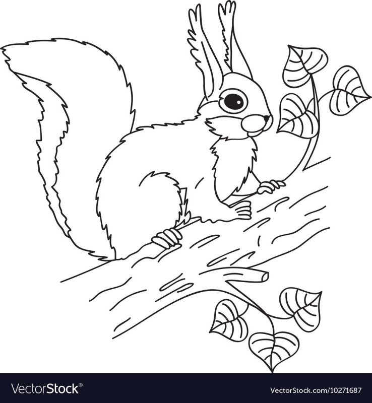 Белочка раскраска для детей
