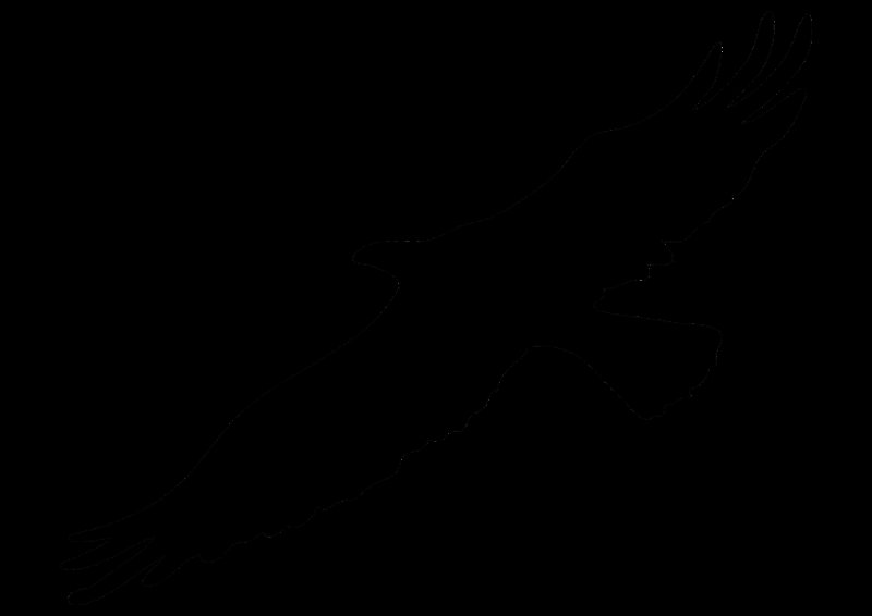 Белоголовый Орлан в полете силуэт