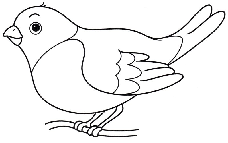 Птичка раскраска для детей