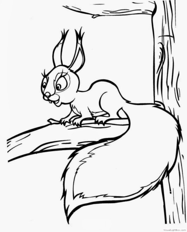 Раскраска белки
