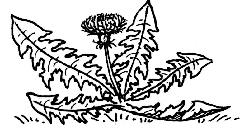 Трафарет листик одуванчика