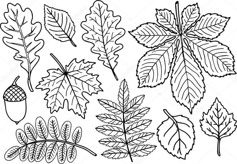 Листья картинки для детей раскраски