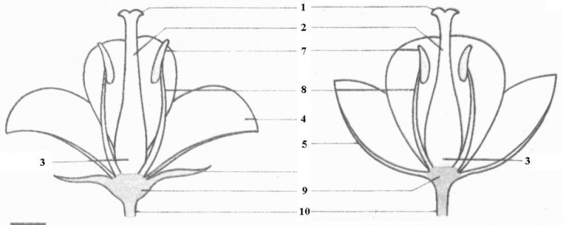 Строение цветка 6 класс биология рисунок