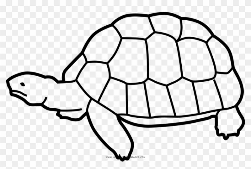 Черепаха раскраска для детей