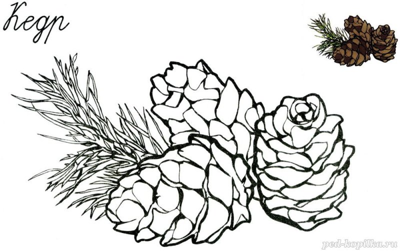 Еловая шишка раскраска
