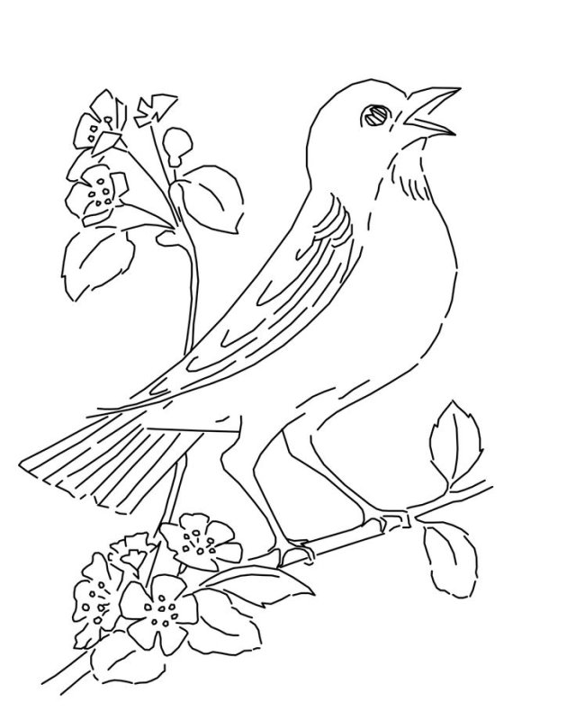 Соловей птица раскраска для детей