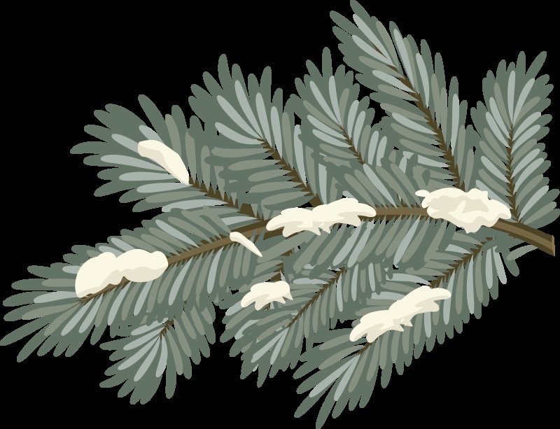 Ветка Еловая