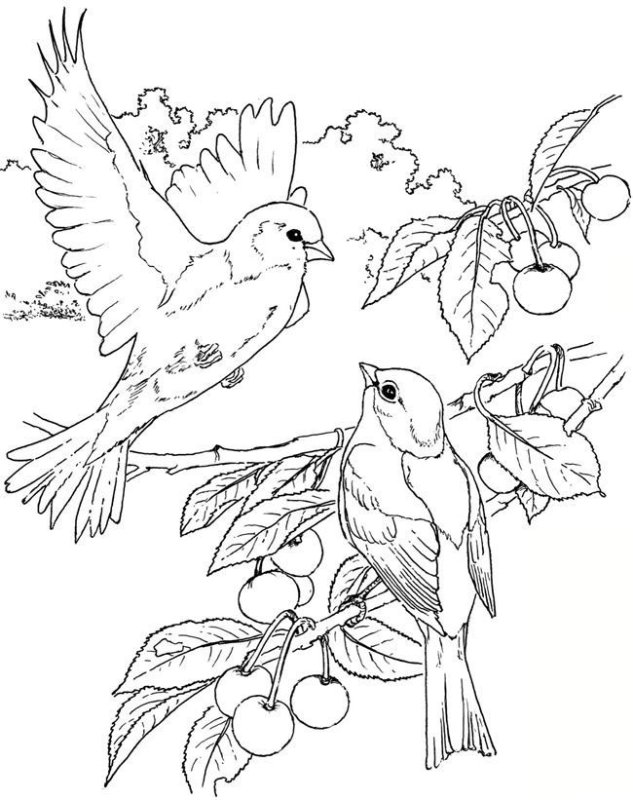 Птицы. Раскраска