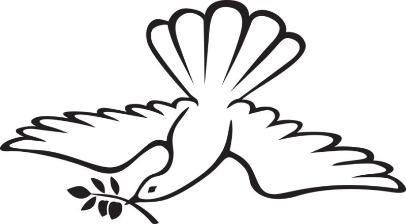 Голубь раскраска