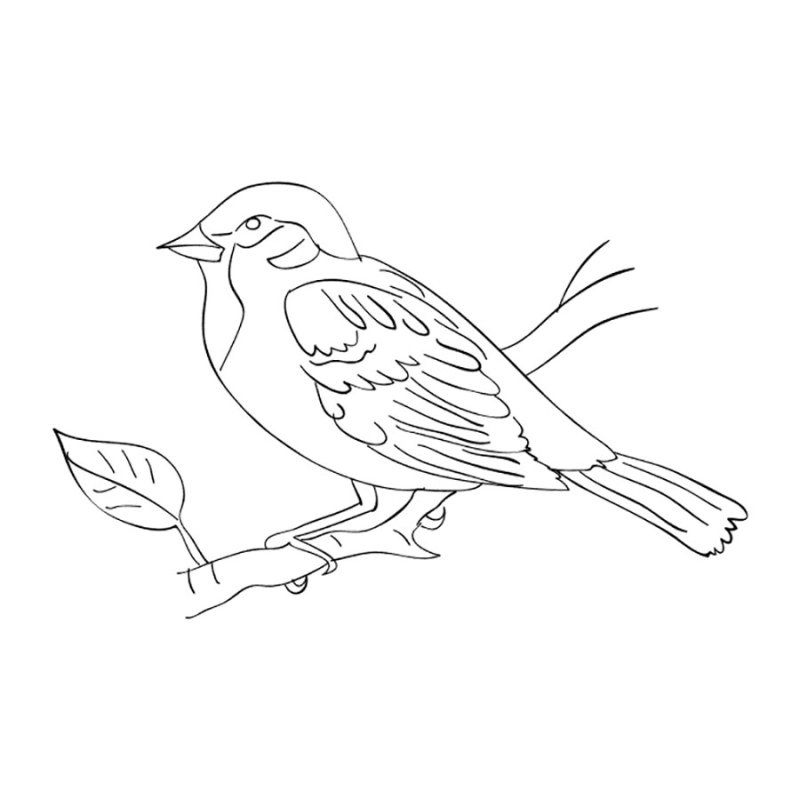 Птица Воробей раскраска для детей