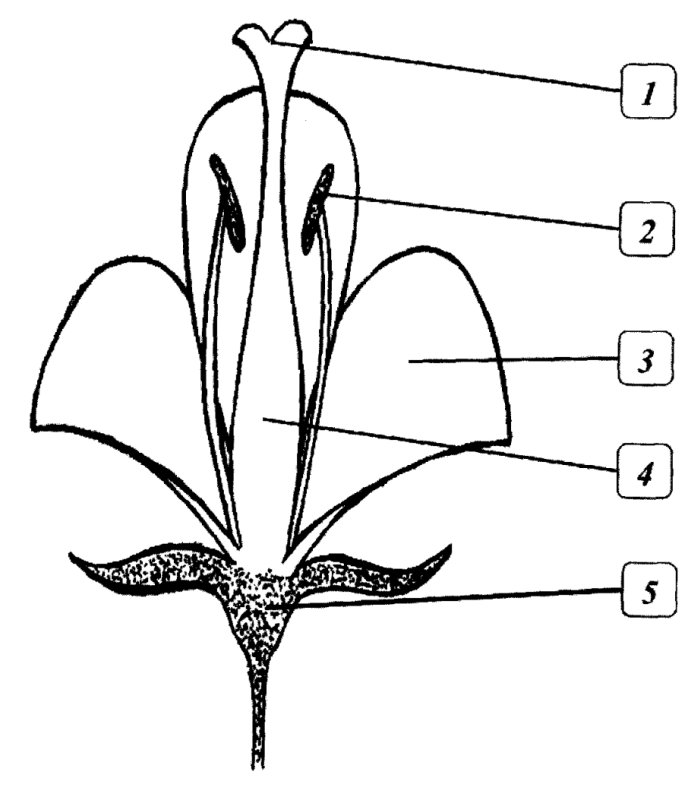 Орхидея околоцветник