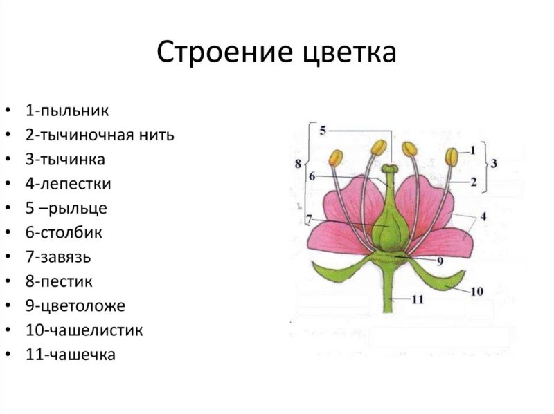 Строение цветка