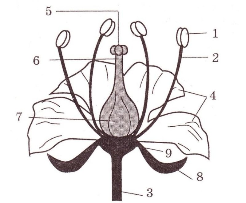 Схема цветка биология 6 класс