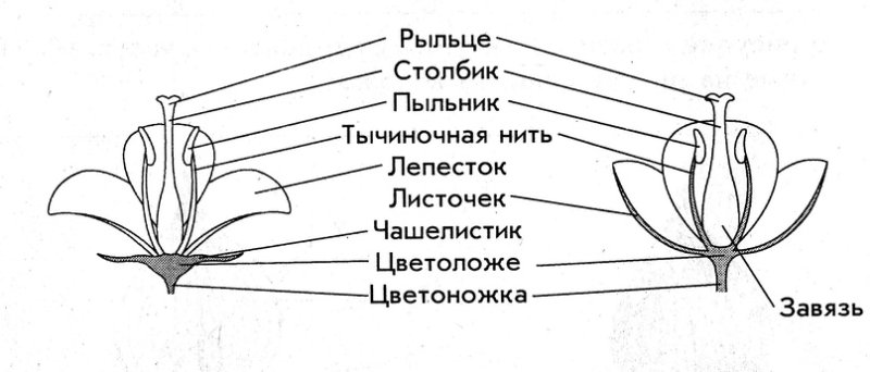Части цветка схема биология 6 класс