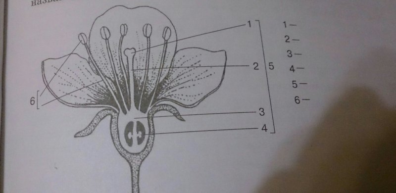 Цветок яблони чашелистики