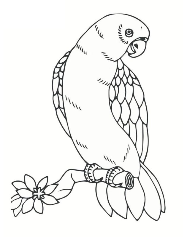 Раскраски животные для детей