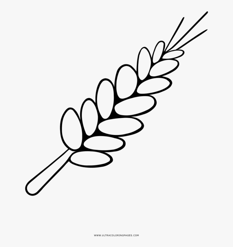 Раскраска колосья пшеницы для детей