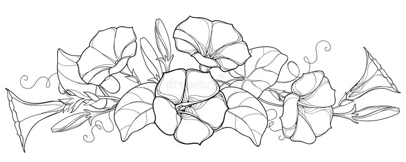 Вьюнок раскраска для детей