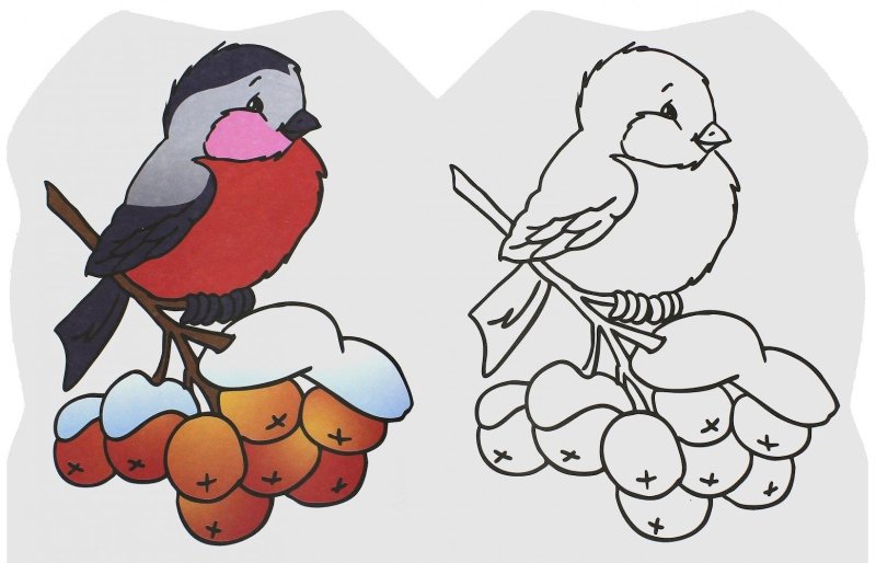 Снегирь картинка для детей раскраска