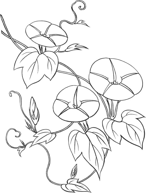 Вьюнок полевой вьющийся стебель