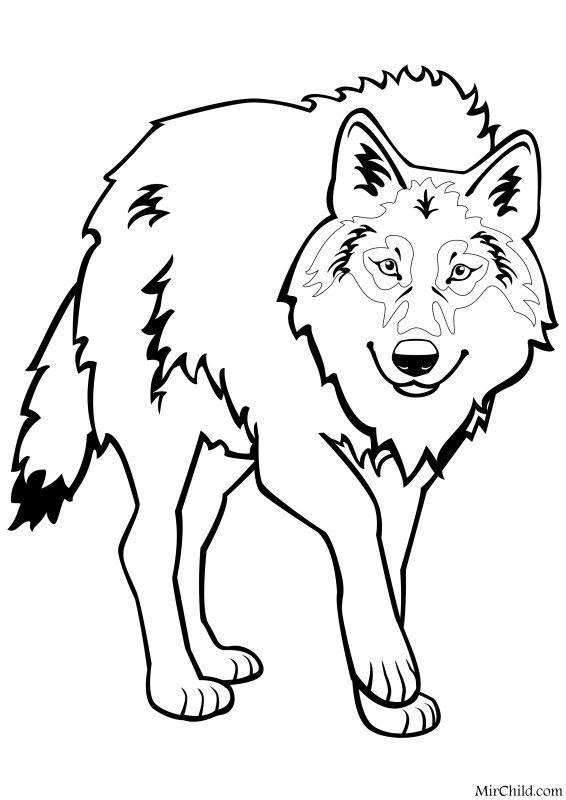 Раскраска волк