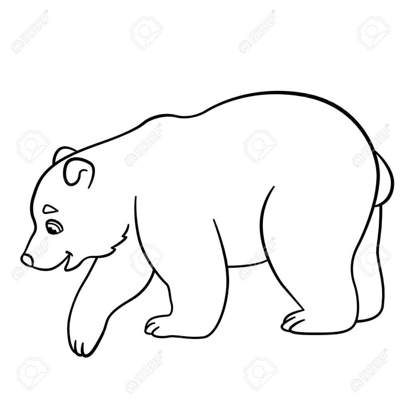 Белый медведь раскраска