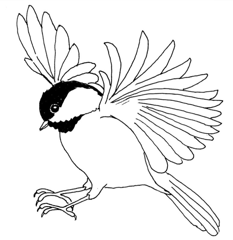 Синица раскраска для детей