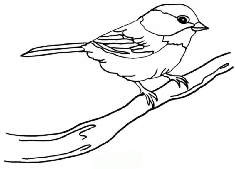 Синичка для раскрашивания детям