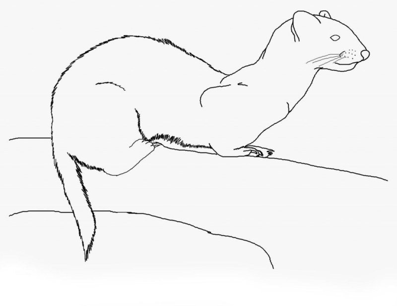 Хорек раскраска для детей