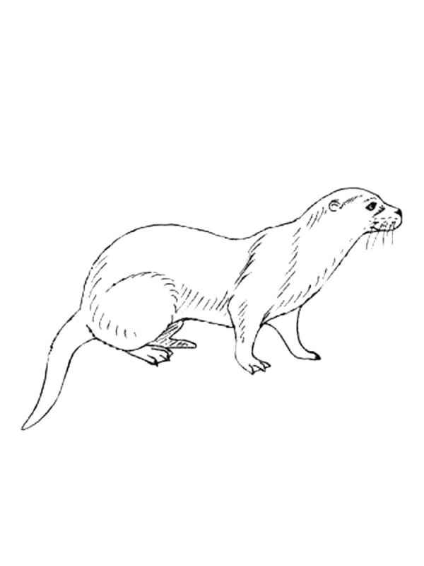 Европейская норка раскраска