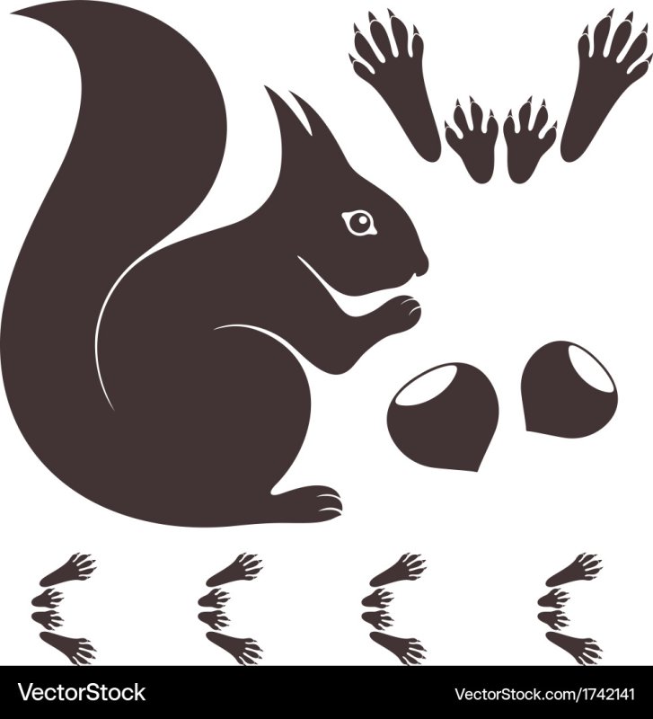 Следы белочки