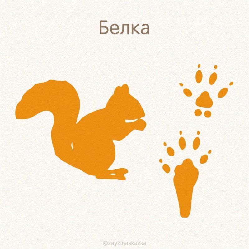 Следы диких животных