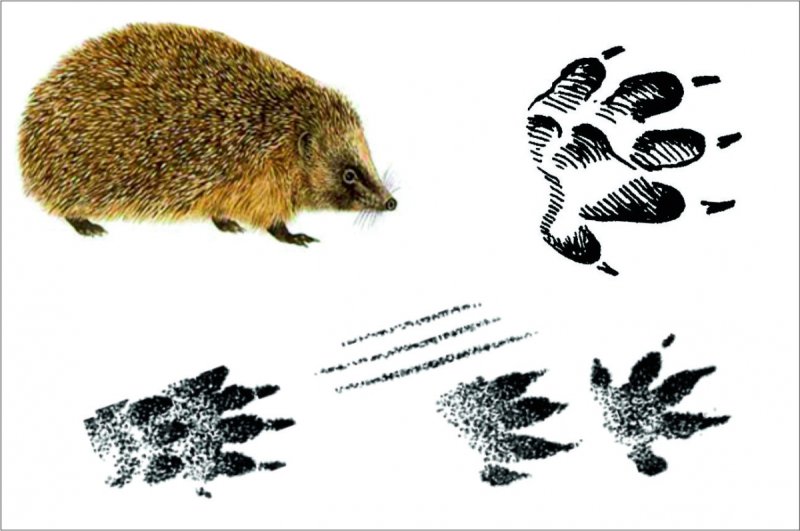 Следы ежа для детей