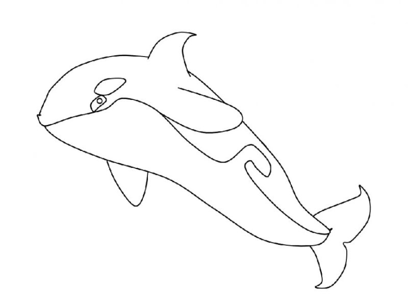 Атлантический белобокий Дельфин