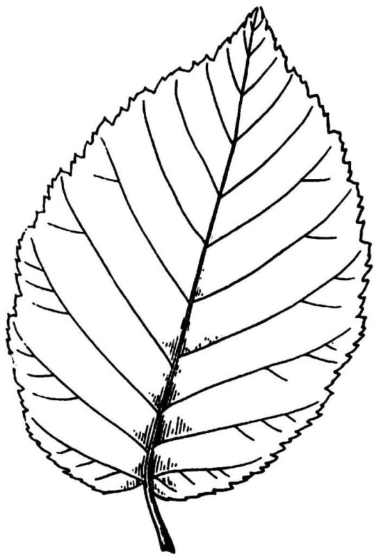 Лист березы раскраска